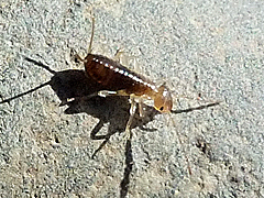Earwig (immature)